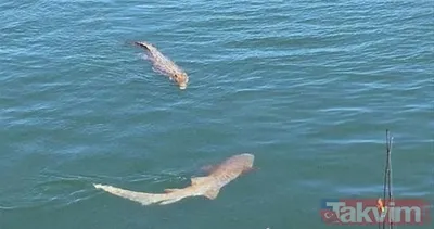 Vahşi doğada inanılmaz karşılaşma!