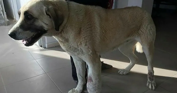Ayağı tümörlü köpek sağlığına kavuştu