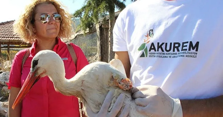 Afyonkarahisar'da tedavisi tamamlanan akbaba ve pelikanlar doğaya salındı