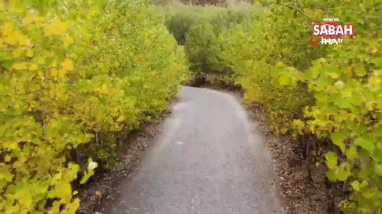 Nemrut'ta sonbahar güzelliği | Video