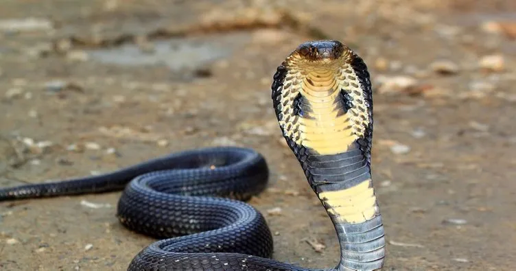 Hindistan’da akılalmaz olay! Kobrayı kiralama nedeni…