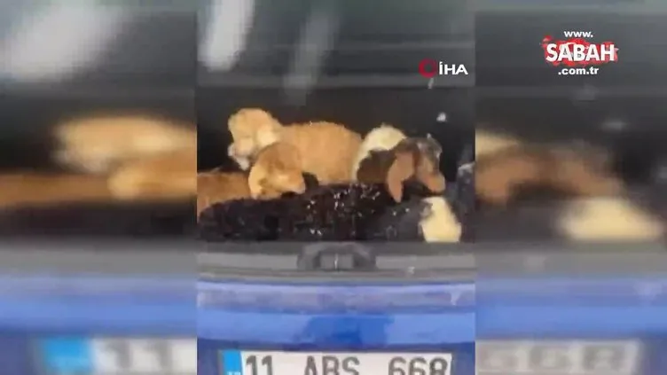 Hakkari’de kara yakalanan kuzuların imdadına okul müdürleri yetişti | Video