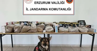 Dedektör köpeği