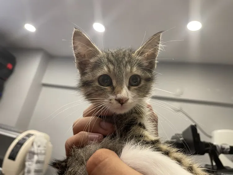Eskişehir’de esrarengiz olay! Bu kedi gıdaklıyor: Sebebi şoke etti!