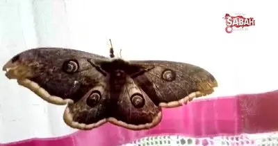 Osmaniye’deki görenleri şaşırtan dev kelebek | Video
