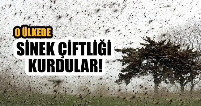 İspanya’da sinek çiftliği kuruldu