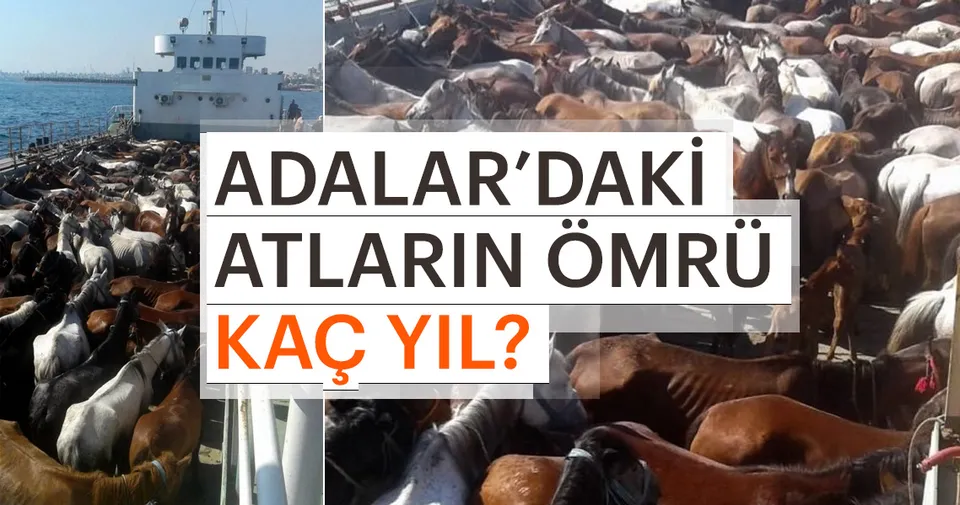 adalar daki atlarin omru kac yil son