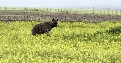 Nesli tehlike altındaki çizgili sırtlan Adıyaman’da görüntülendi #adiyaman
