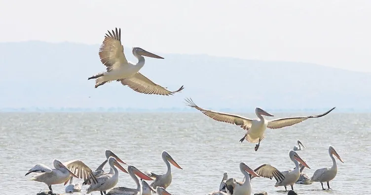 Ben her bahar Manyas’tayım