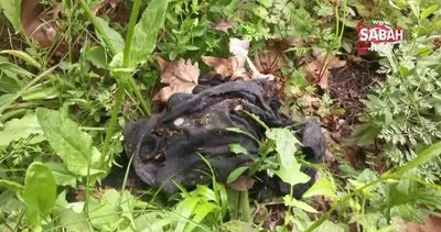 Kadavra köpekleri ormanda Korhan Berzeg’e ait iz arıyor | Video