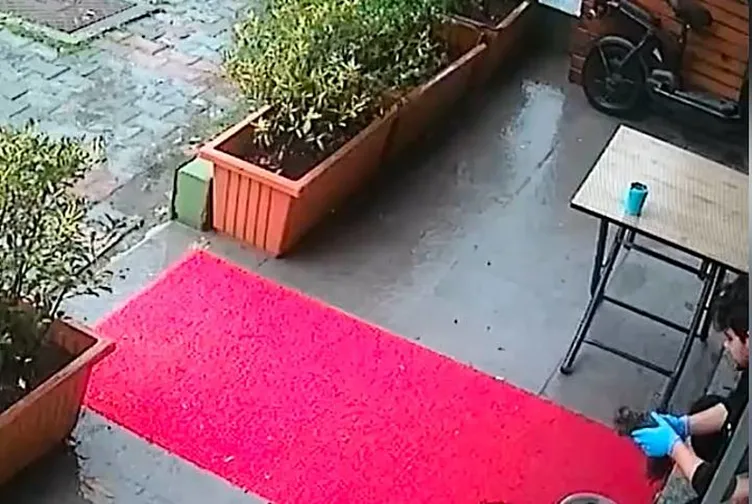 SON DAKİKA... Sokak köpeği yavrusunu veterinere getirdi: O anları güvenlik kamerası kaydetti!