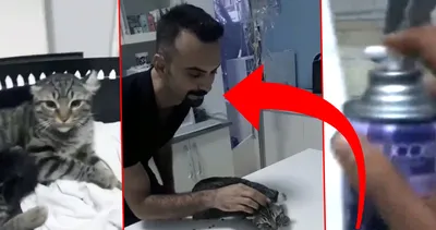 Son dakika: Ankara’da veteriner kedilere oda spreyi sıktı! Skandal görüntülere sosyal medyada tepki yağdı!