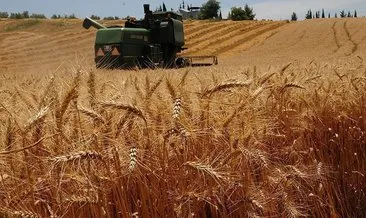 TİGEM buğday satış ihalesi yapacak!