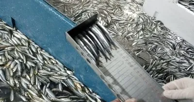 Yasal limit altındaki 5 ton hamsiye el konuldu #trabzon