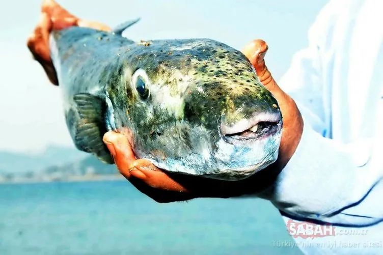 Balon balığıyla mücadelede, ’Kuyruğunu getir 5 lira al’ projesi balıkçıları sevindirdi