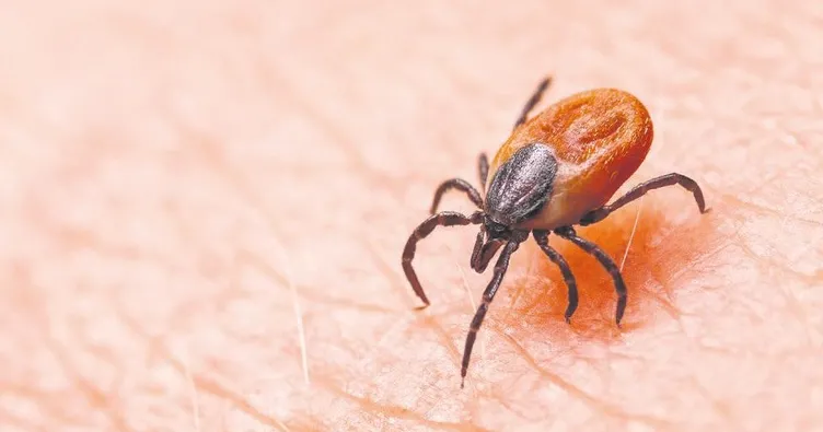 Kenelere karşı kapalı giyinin