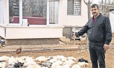 Sokak köpekleri kümesteki 46 tavuğu telef etti #kirikkale