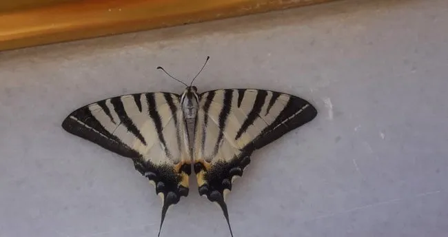 Adıyaman’da zebra çatal kuyruklu kelebek görüldü