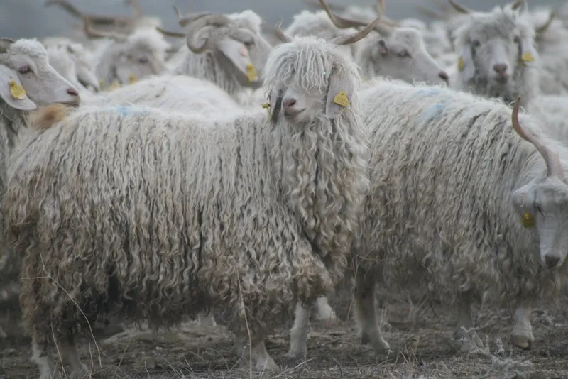 Turkiye Tiftikte Liderligini Geri Almak Istiyor Ekonomi Haberleri