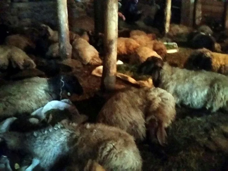 Bitlis’te 200 koyun samandan zehirlendi!