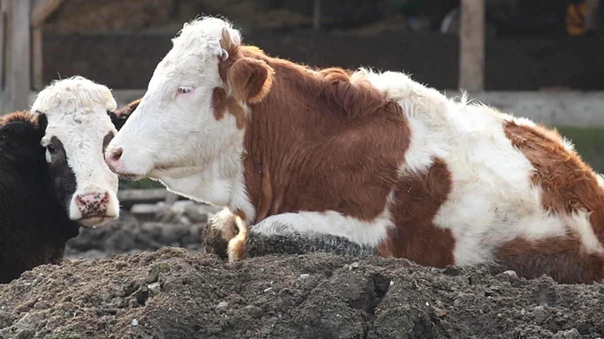 Bolu’da 18 köy ile 4 mahalle karantina altına alındı! Büyükbaş hayvanlarda şap hastalığı tespit edildi Bolu’da 18 köy ile 4 mahalle karantina altına alındı! Büyükbaş hayvanlarda şap hastalığı tespit edildi