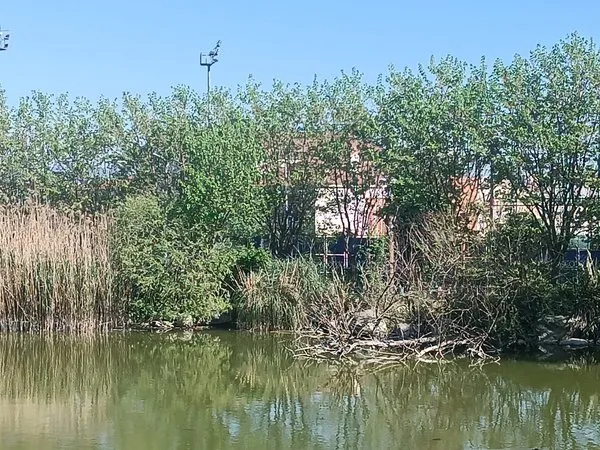 sehrin-gobegindeki-botanik-park-kaderine-terk-edildi-1713772309451.jpg