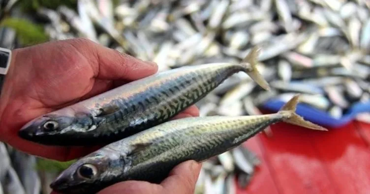 Küresel ısınmanın etkisiyle Marmara’daki balık stoku azaldı
