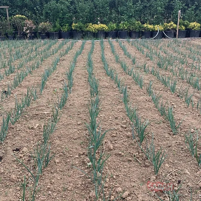 ’Bu dedelik başka dedelik’ İlker Ayrık’ın çiftlik hayatı sosyal medyada gündem oldu!