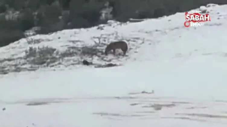 Aç kalan çakallar şehre indi