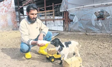 Şans’ın hikayesi yüzleri güldürdü