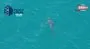 İspanya’da köpek balığı paniği: Plaj kapatıldı | Video