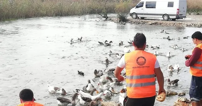 Başkan hayvanları elleriyle besledi