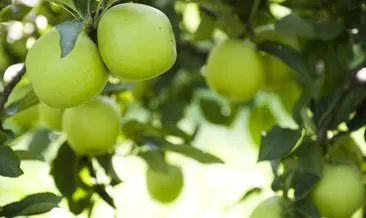 Yeşil Elmanın Faydaları Nelerdir? Yeşil Elma Neye İyi Gelir, Kilo Verdirir Mi?