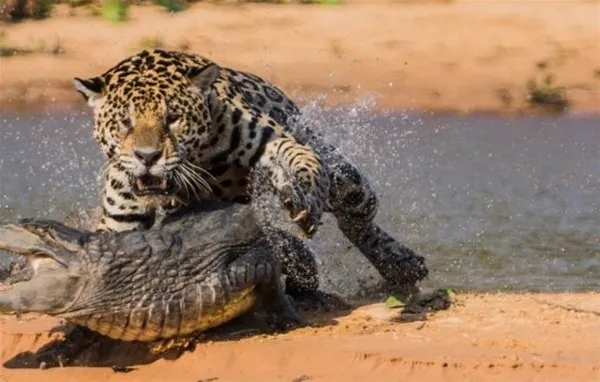 Vahşi yaşam fotoğrafları!