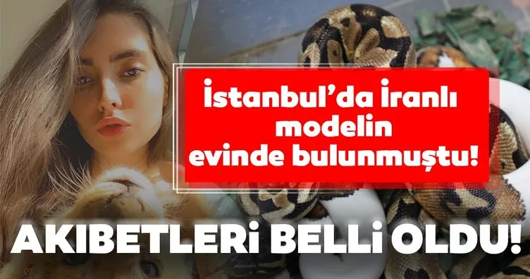 İstanbul’da ele geçirilen çok sayıda ’yasaklı’ hayvan Gaziantep’e getirildi...