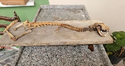 Hangi hayvana ait araştırılıyor