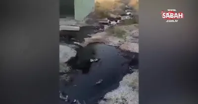 Çevre katliamı yapan 3 şüpheli tutuklandı | Video