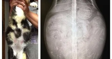 Bu röntgenler şaşırtıyor