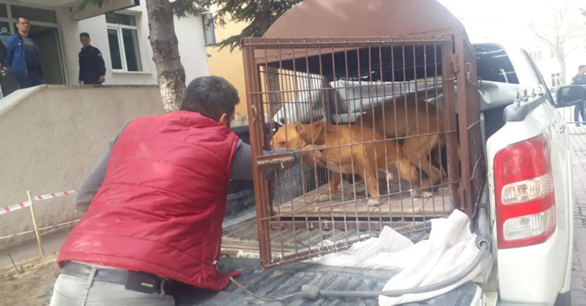 pitbull gezdiren kisiye 19 bin lira