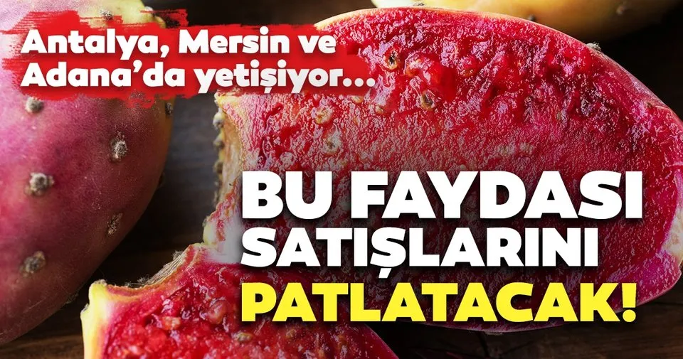 Pitaya Ejder Meyvesi Fidani 55 20 Tl