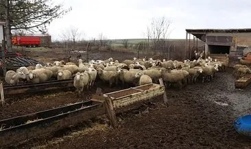 37 küçükbaşla başladı işinin patronu oldu #edirne