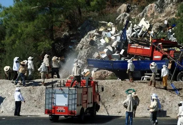 Muğla'da arı saldırısı