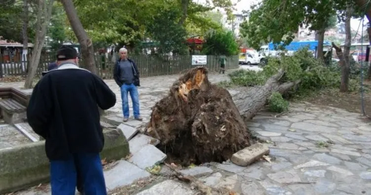 30 metrelik ağaç, çocuk parkının üzerine devrildi
