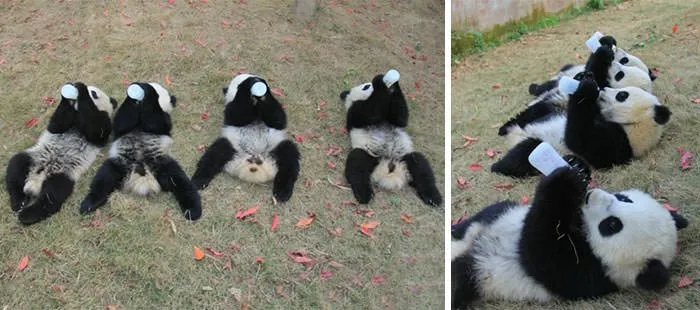 Pandalara günlük bakım
