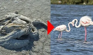 Son dakika | Tuz gölündeki flamingolar kurtuldu! Bakan Kurum adım adım anlattı; Su taşıma işlemi...