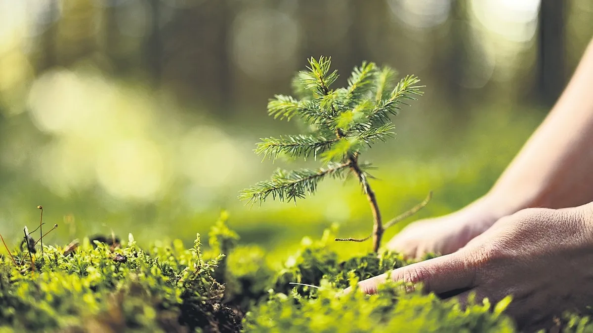 Yeşil vatana rekor fidan