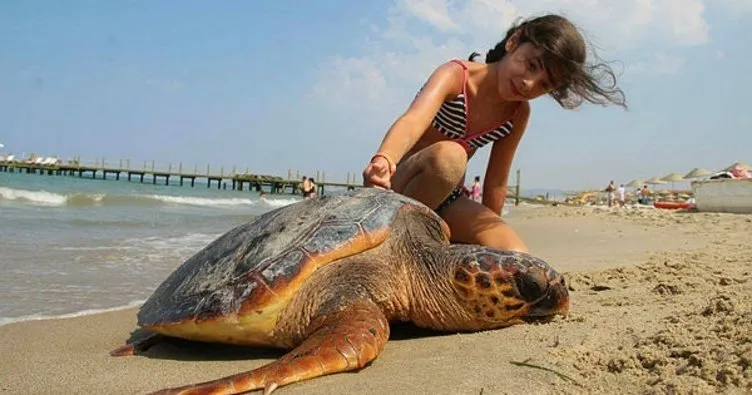 Deniz kaplumbağalarını korumak için tabela dikildi