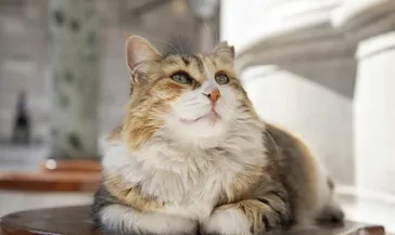Kedi tırmalamasını hafife almayın! Uzmanı uyardı: Küçük bir çizik bile ciddi risk taşıyor