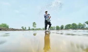 Siyah pirinç bereketi