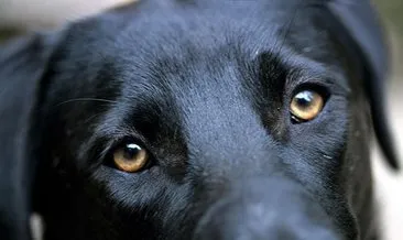 ⁂ Rüyada beyaz büyük köpek görmek